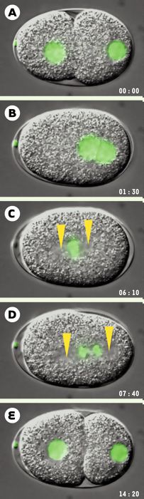 Cycle cellulaire dans le cas d'une division inégale