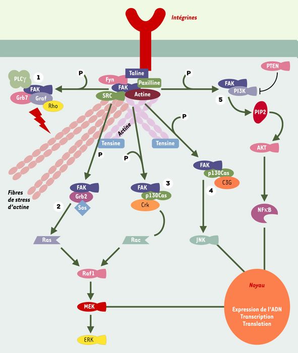 focal adhesion kinase(fak a multifunctional protein