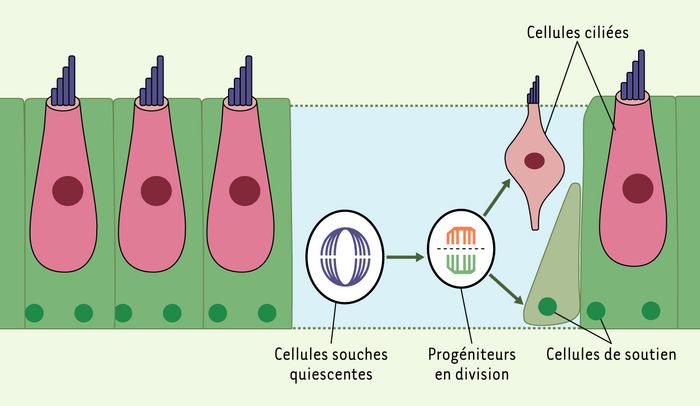 Des Cellules Souches Pour Corriger Les Surdites N M S Medecine Sciences Erudit